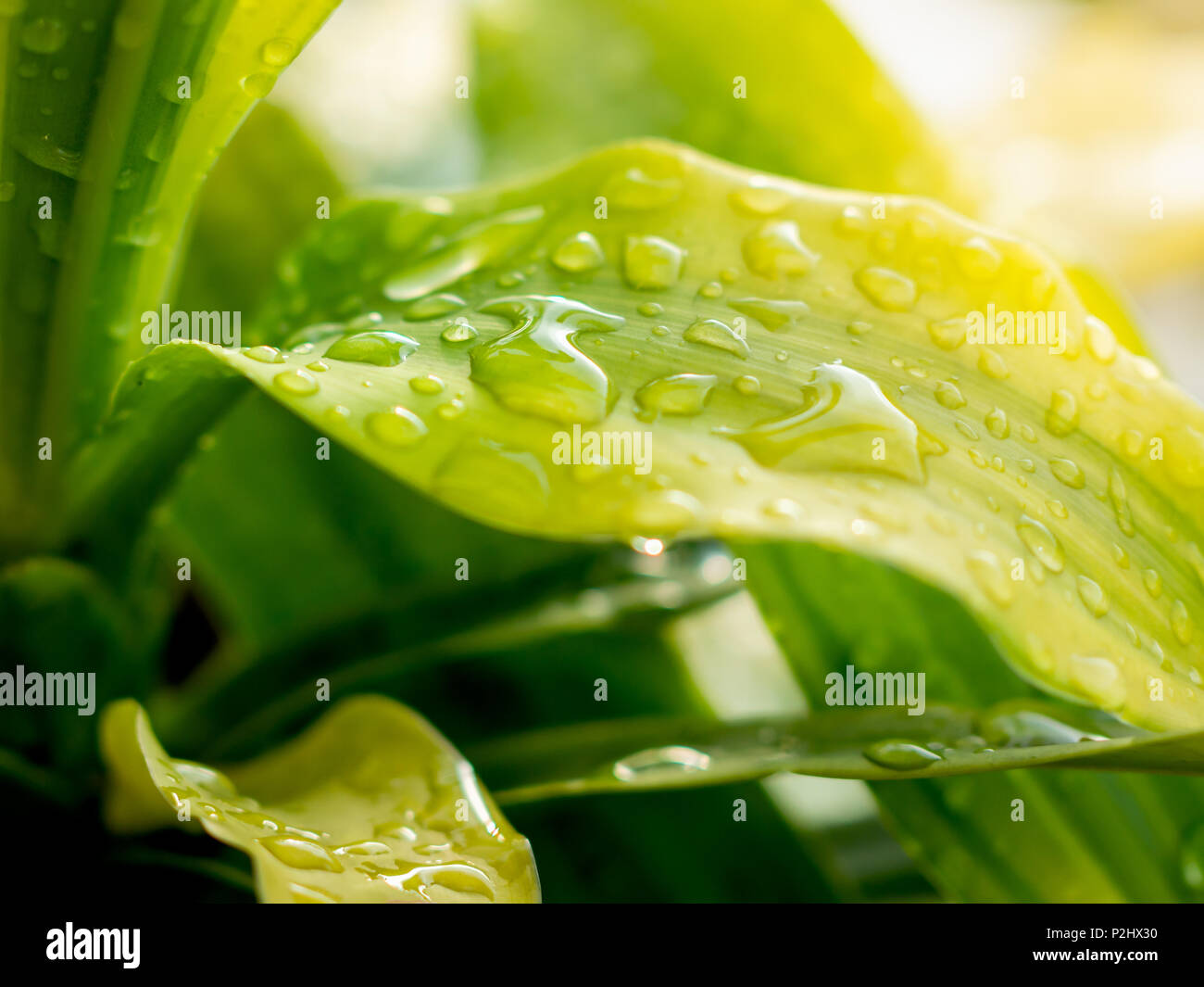 Water Drops on Green Leafs After Rain with Sunrise Stock Photo - Alamy
