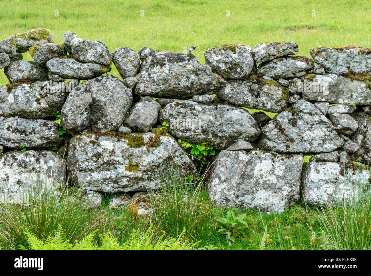 Traditional Dartmoor field boundary wall built from unmortared piles of heavy granite stones whose weight confers remarkable stability - Devon UK Stock Photo