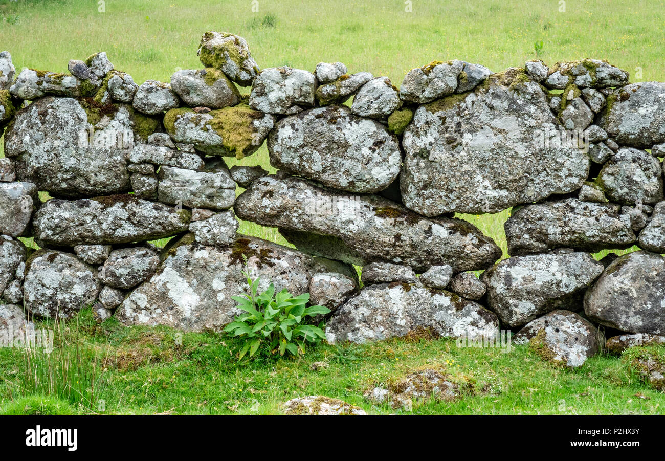 Traditional Dartmoor field boundary walls built from unmortared piles of heavy granite stones whose weight confers remarkable stability - Devon UK Stock Photo
