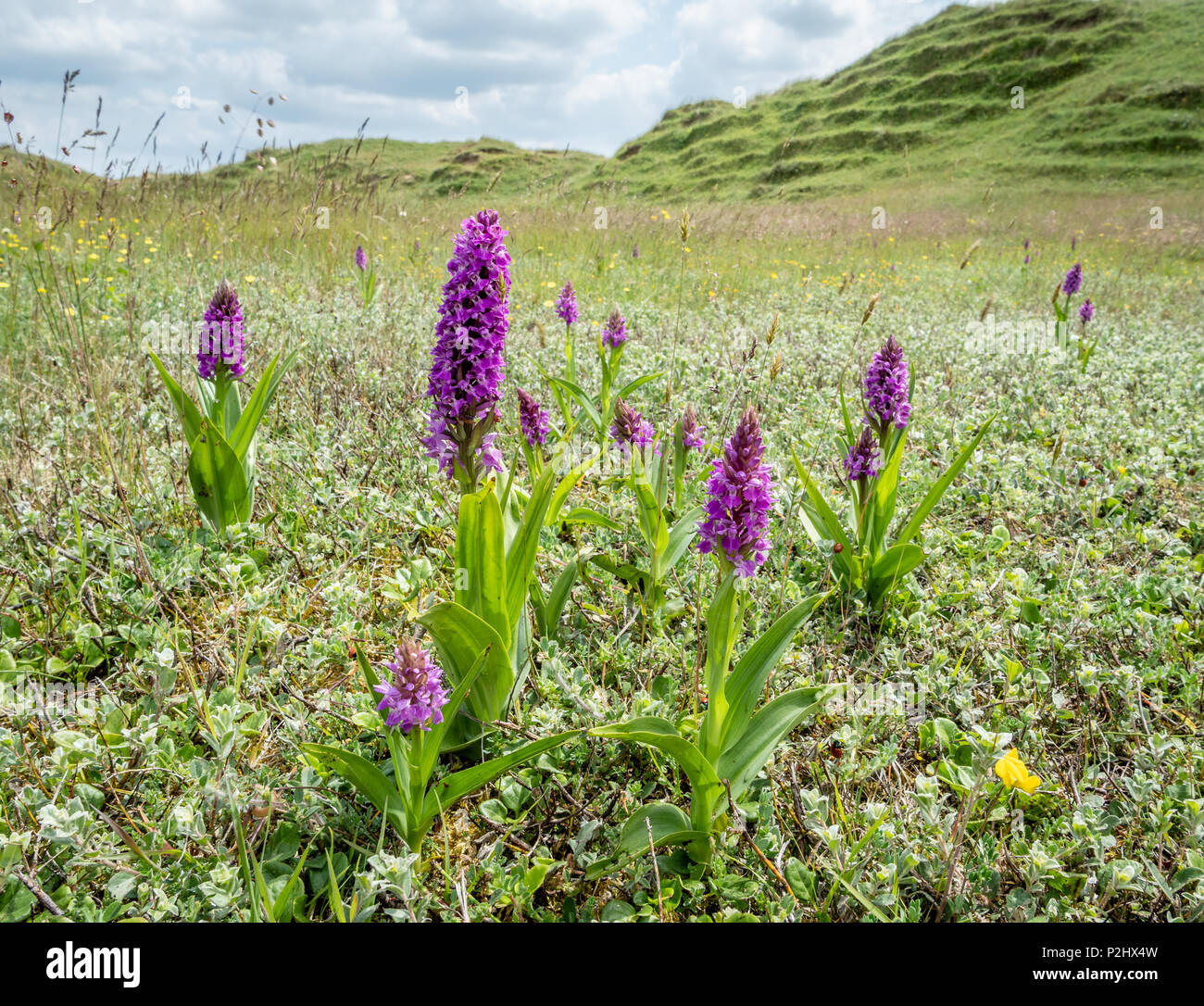 Dune slacks at Whiteford Burrows on the Gower peninsula in south Wales UK with colonies of Southern Marsh Orchis Dactylorhiza praetermissa Stock Photo