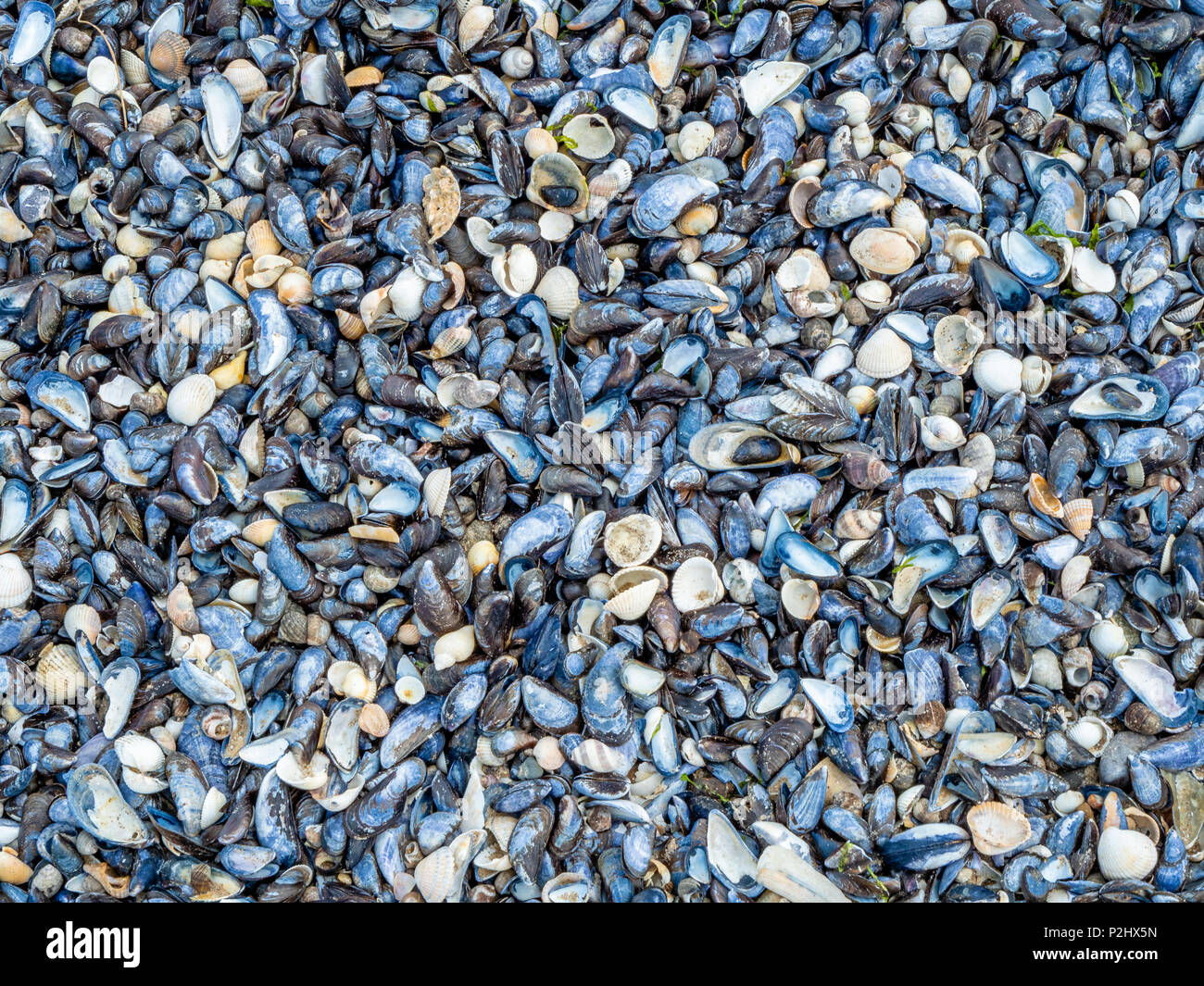 Winkles cockles hires stock photography and images Alamy