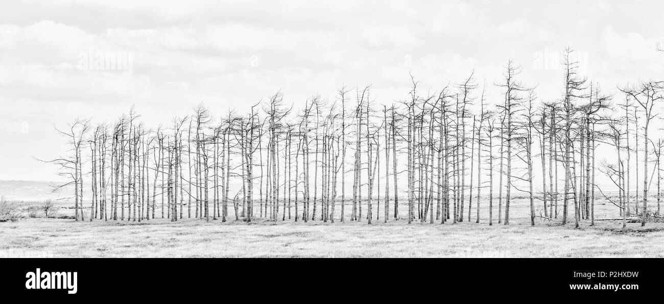 Monochrome image of a line of dead trees on the Gower peninsula killed when the sea wall was breached and the area returned to salt marsh - Wales UK Stock Photo