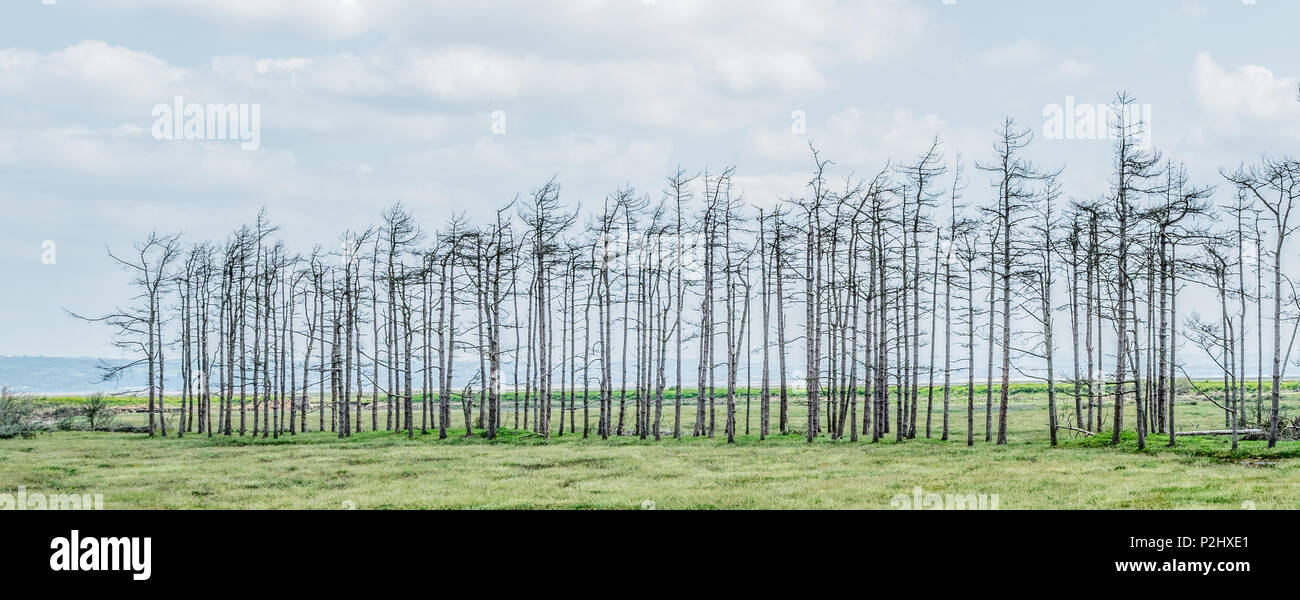 A line of dead trees on the marshes of the Gower peninsula killed when the sea wall was breached and the area returned to salt marsh - Wales UK Stock Photo