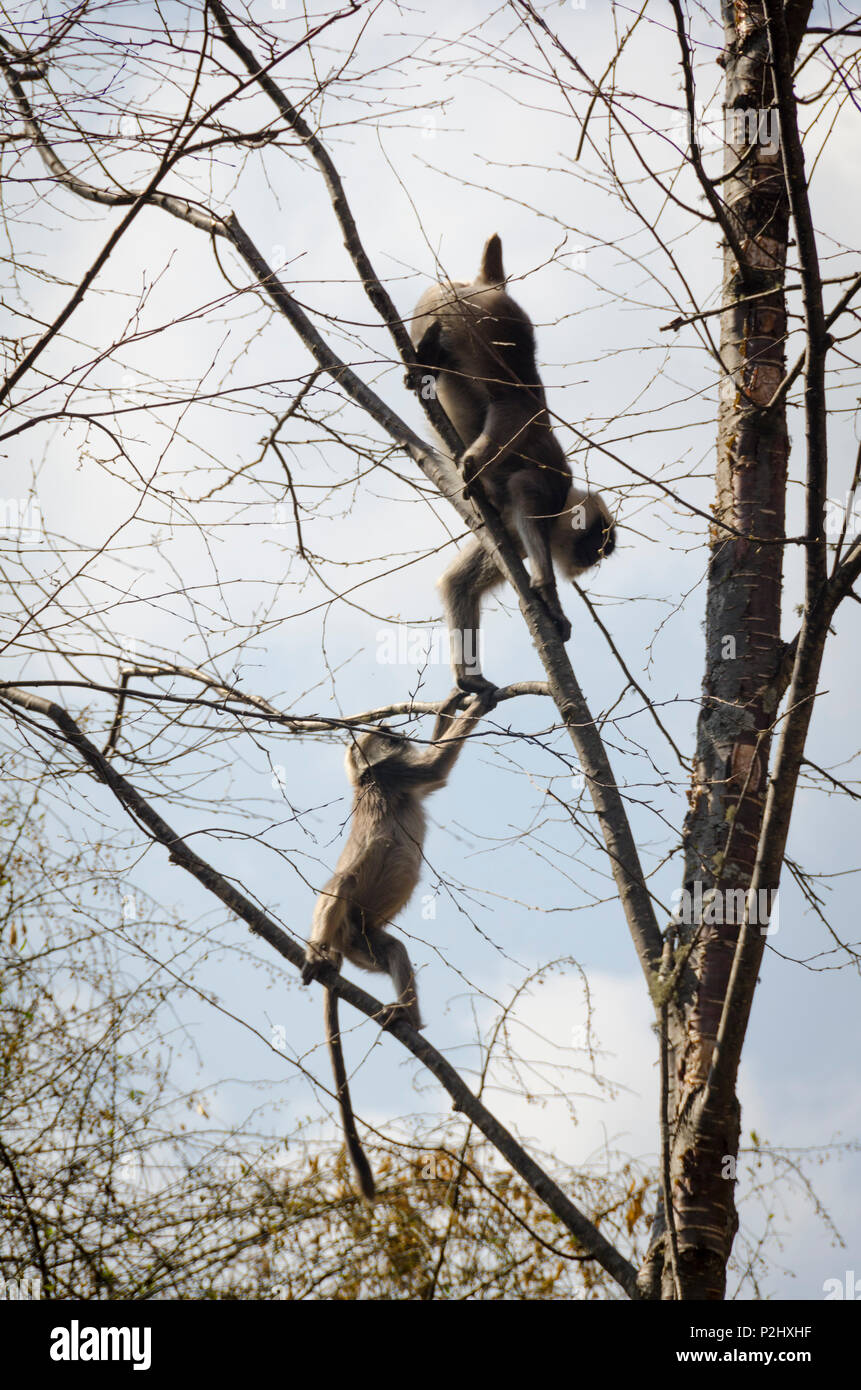 Nepal Grey Langur monkey, near Lama Hotel, Langtang Valley, Nepal Stock Photo