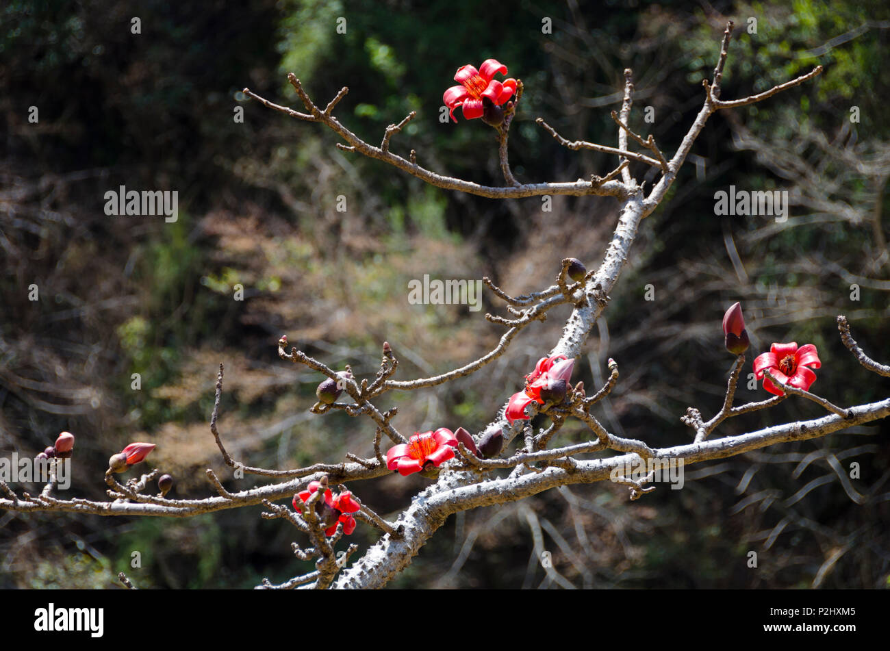 red silk-cotton tree, or red cotton tree, Syabrubesi, Langtang Valley, Nepal Stock Photo