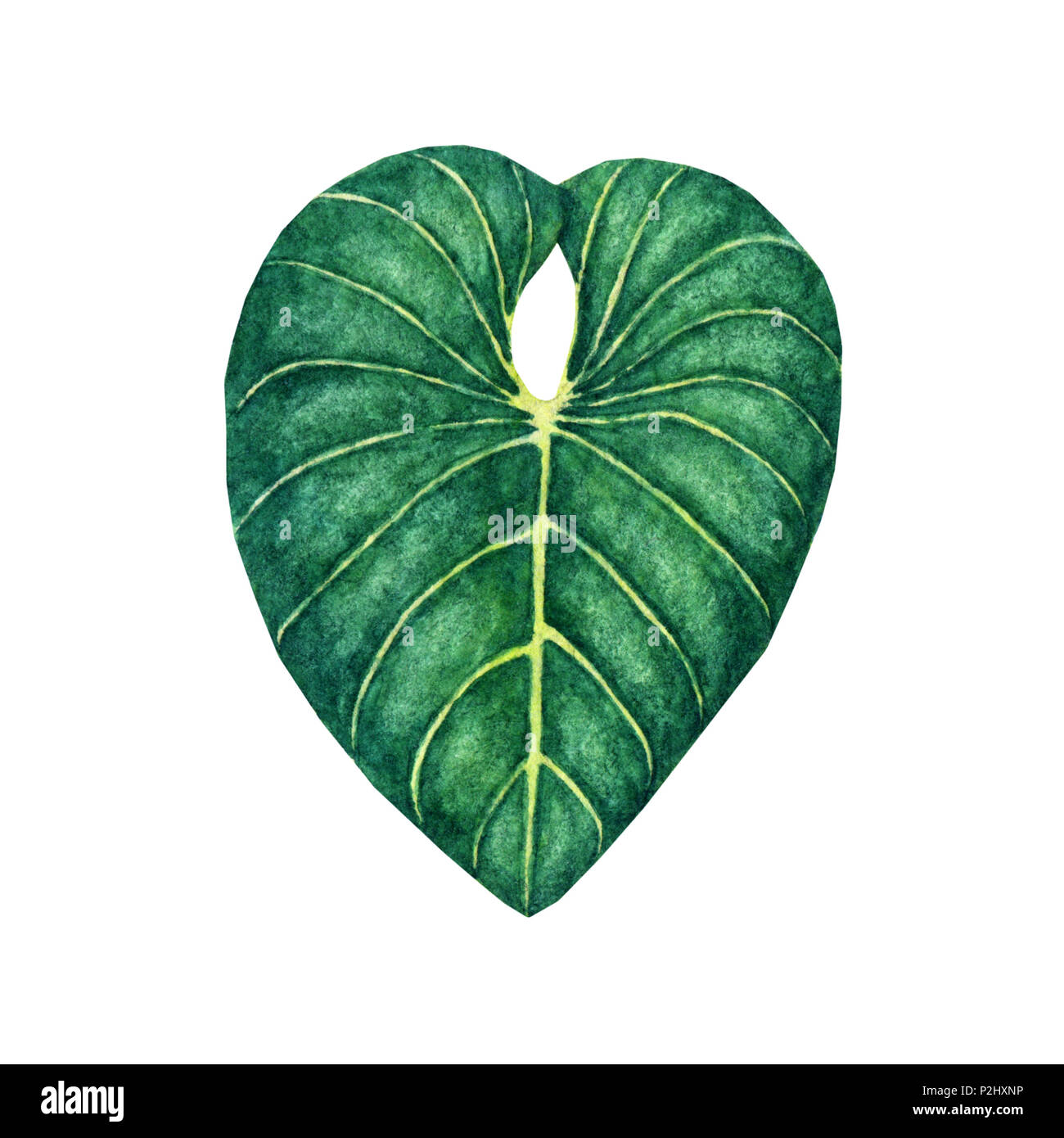 Hand drawn watercolor tropical leaf isolated on the white background ...