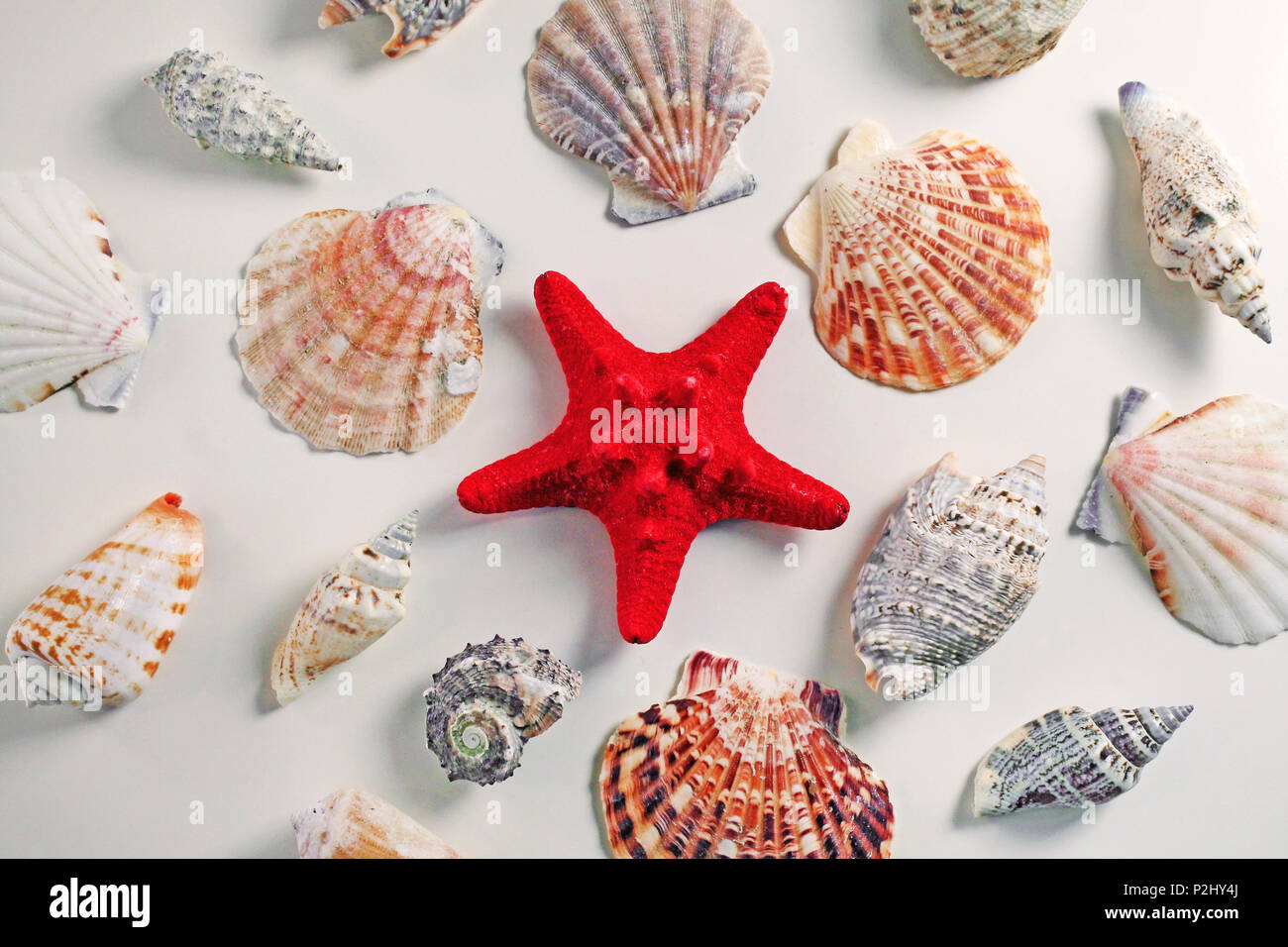 Red Starfish with Cockleshell on white background. Seashell background. Stock Photo