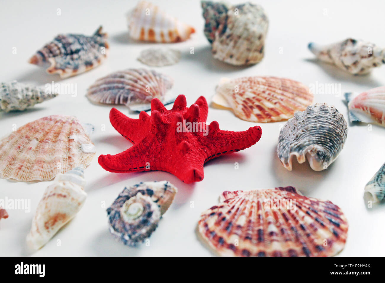 Red Starfish with Cockleshell on white background. Seashell background. Stock Photo