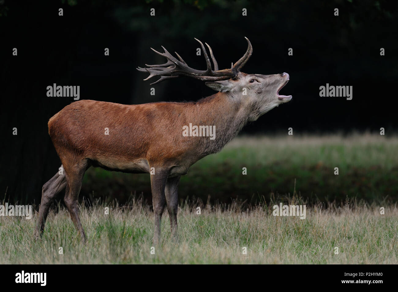 Red deer mating call hires stock photography and images Alamy