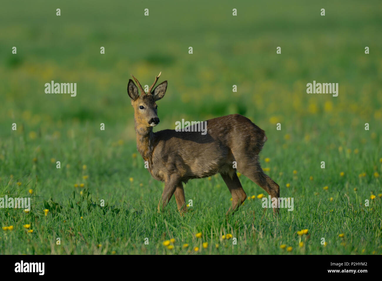 Roe buck on the meadow, spring,  (capreolus capreolus) Stock Photo