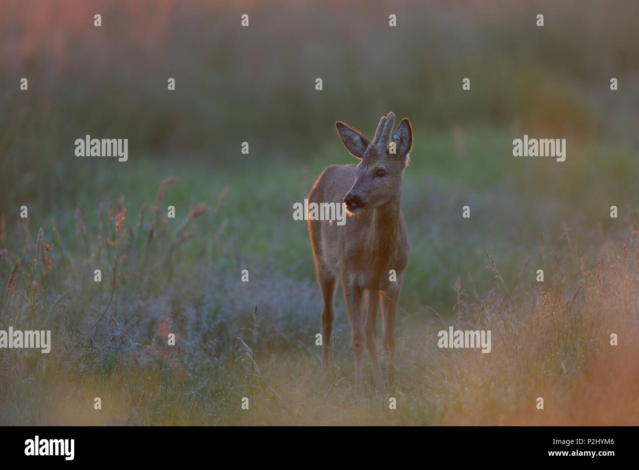 Roe buck in the morning light, meadow, spring,  (capreolus capreolus) Stock Photo