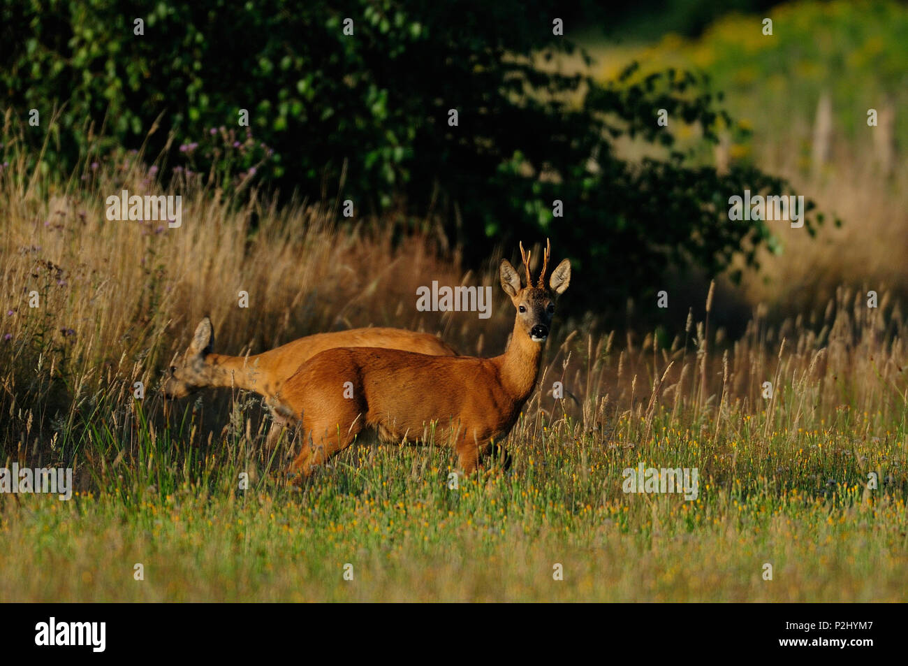 Roe buck with female in summer,  (capreolus capreolus) Stock Photo