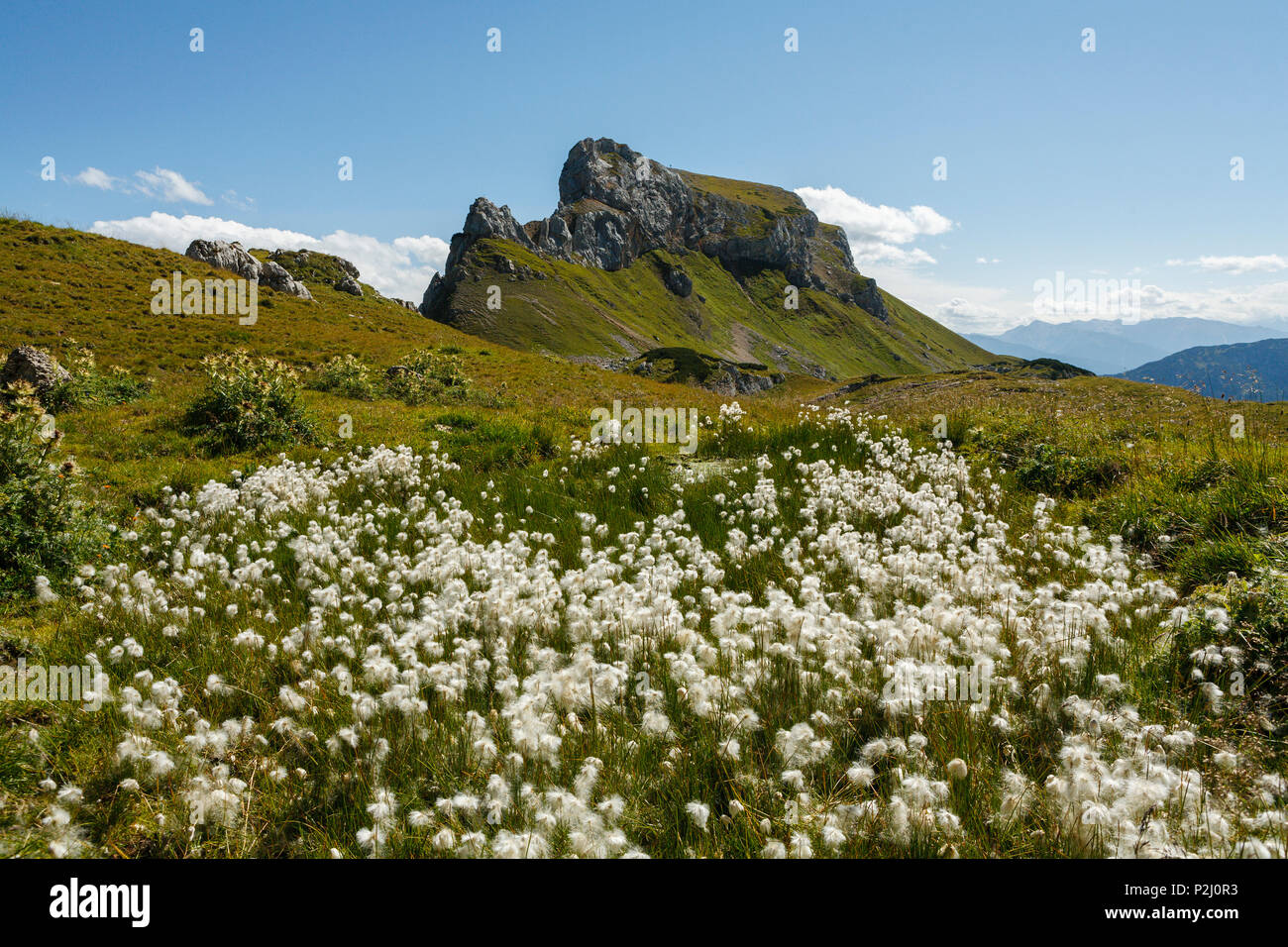 Cottongrass, Lat. Eriophorum, Grubalackenspitze, Rofan mountains, near Maurach, Schwaz, Tyrol, Austria, Europe Stock Photo