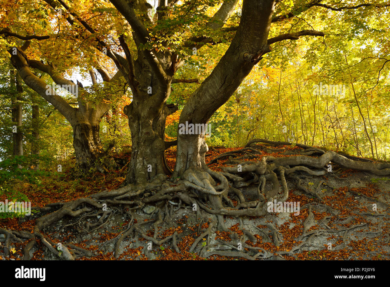 Beech tree and roots near Andechs, Autumn, Starnberg five lakes region, Starnberg, Bavarian alpine foreland, Upper Bavaria, Bava Stock Photo