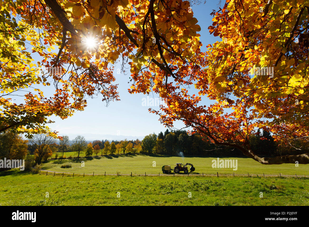 View from Ilkahoehe across a green meadows to the alps, tractor, leaves of beech trees, Autumn, indian summer, near Tutzing, Sta Stock Photo