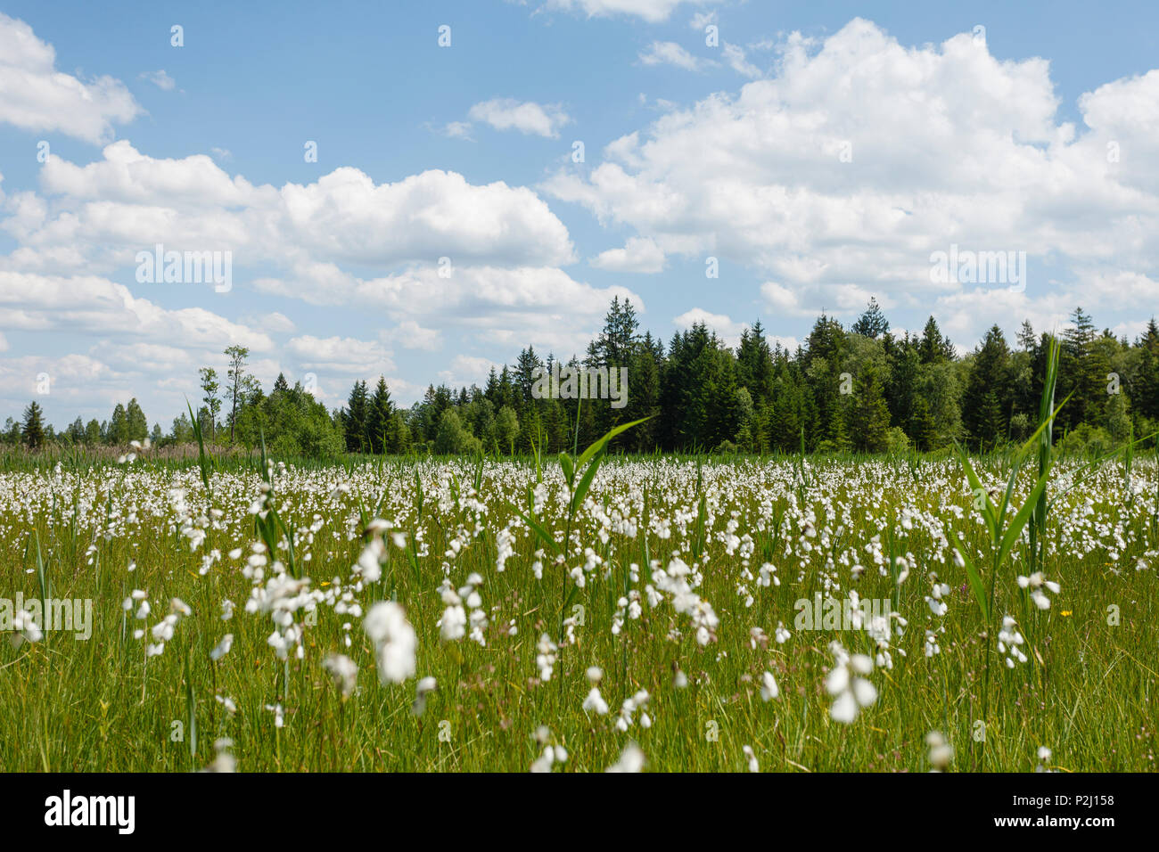 cottongrass, Lat. Eriophorum, moorland at lake Staffelsee, Nature Reserve western Staffelsee, near Murnau, Blue Land, district G Stock Photo
