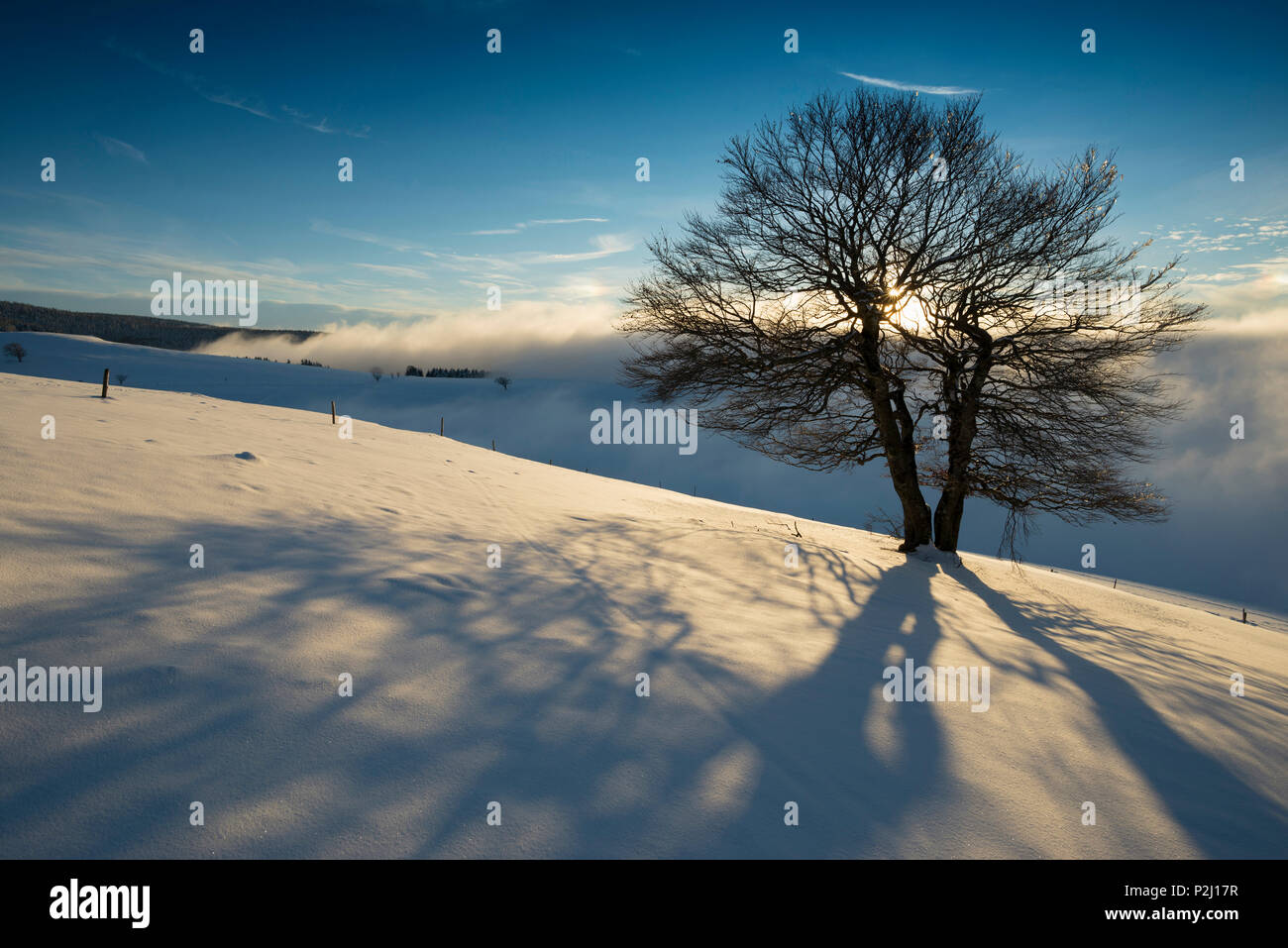 snow covered trees and sunset, Schauinsland, near Freiburg im Breisgau, Black Forest, Baden-Wuerttemberg, Germany Stock Photo