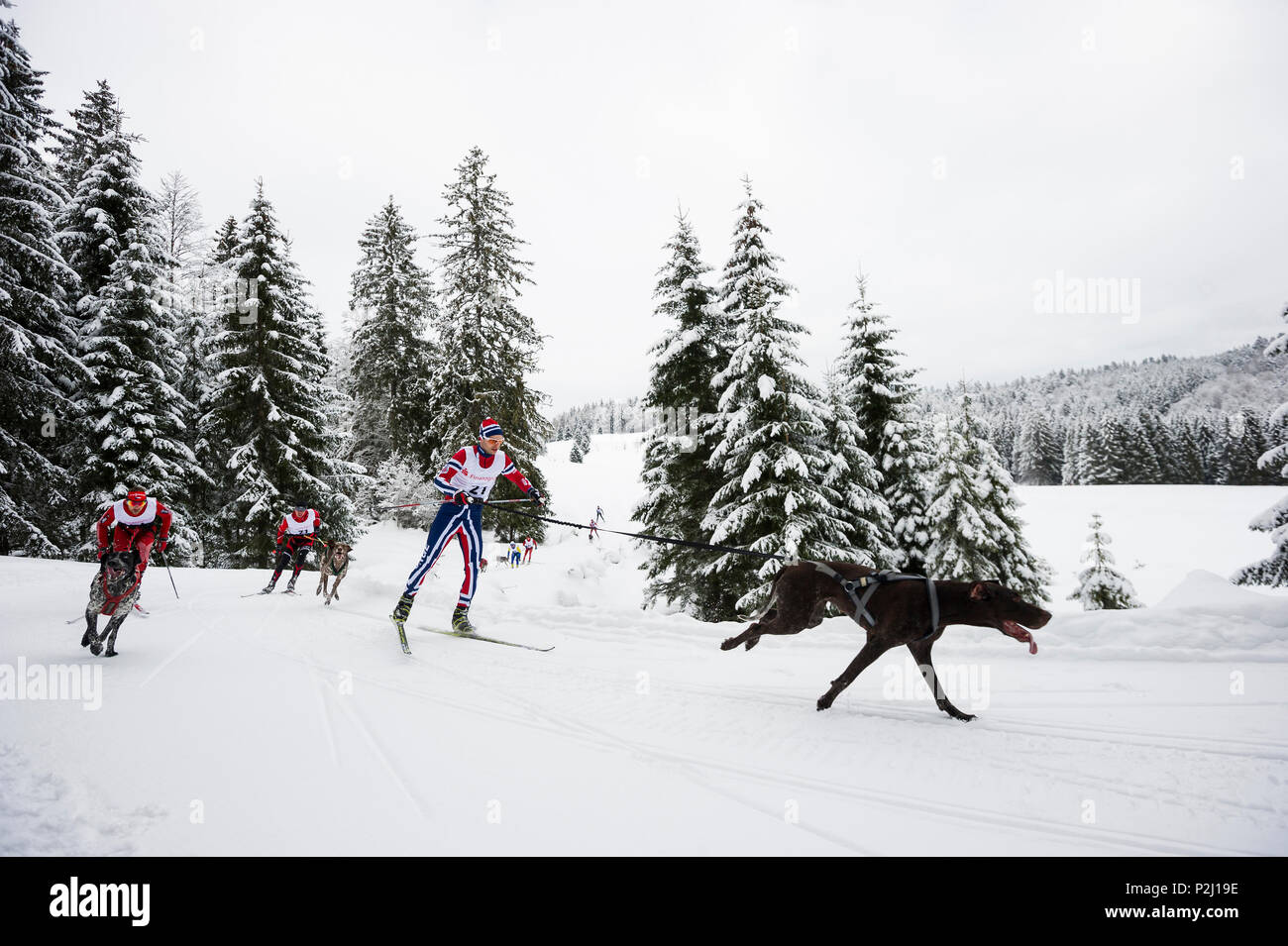Skijoering, Sleddog WM 2015, Bernau, Black Forest, Baden-Wuerttemberg, Germany Stock Photo