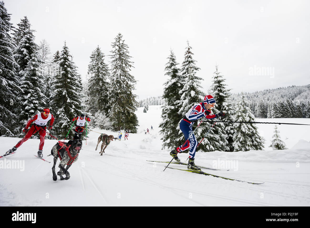 Skijoering, Sleddog WM 2015, Bernau, Black Forest, Baden-Wuerttemberg, Germany Stock Photo
