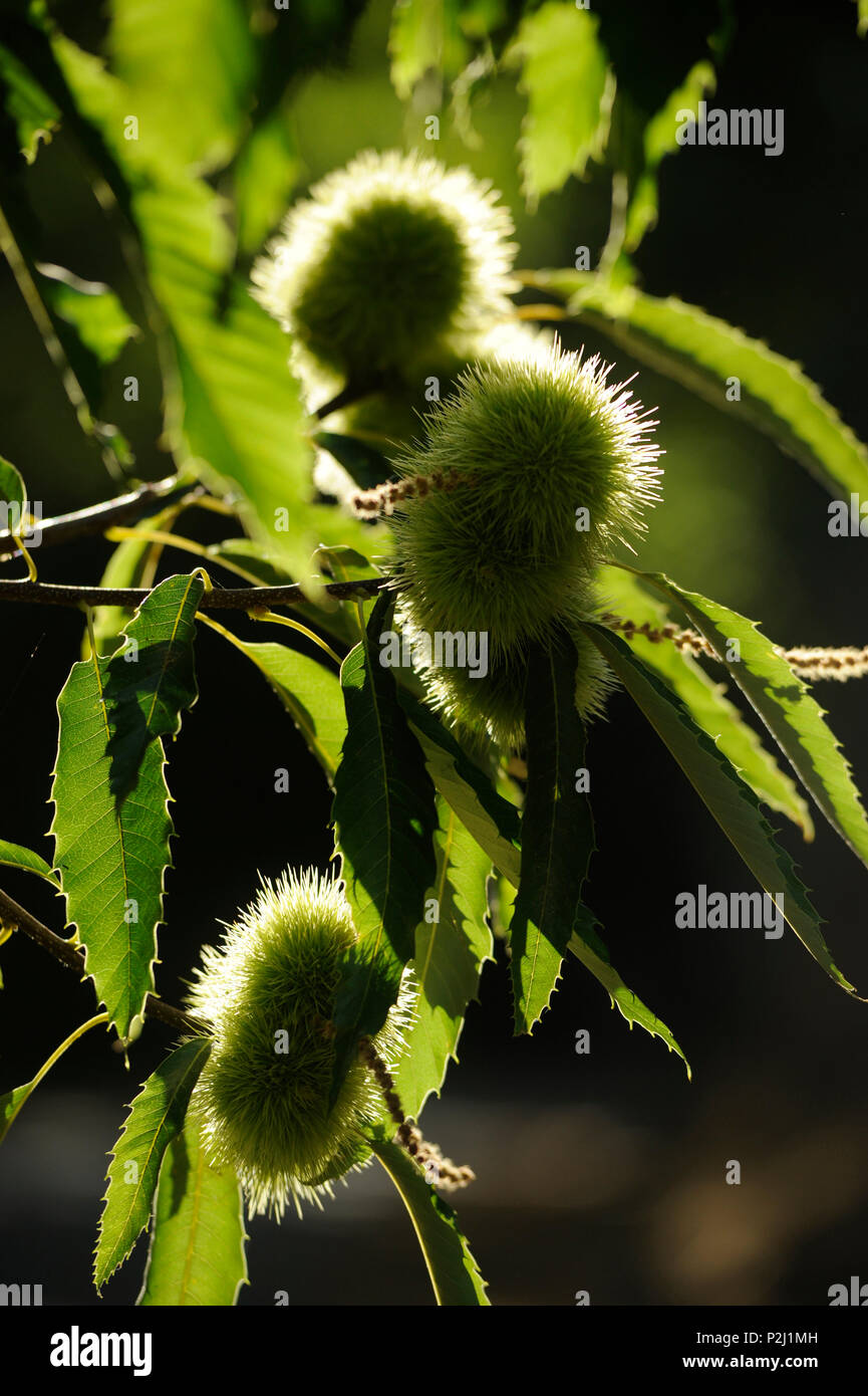 Sweet chestnuts on a tree, Serrania de Ronda, Malaga Province, Andalusia Stock Photo