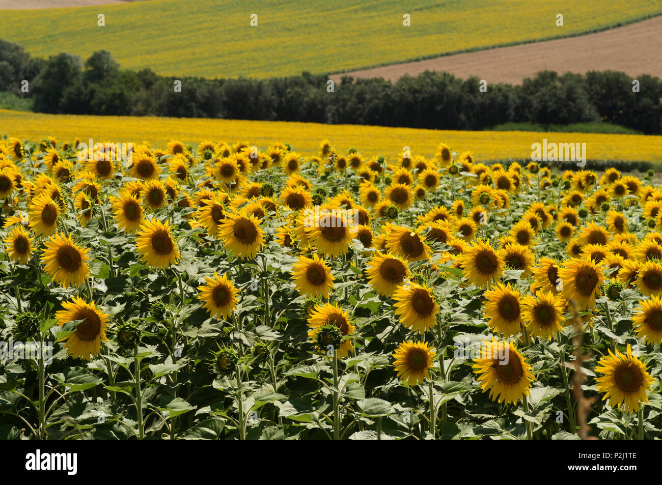 Huge fields with sunflowers near Cordoba, Andalusia, Spain Stock Photo