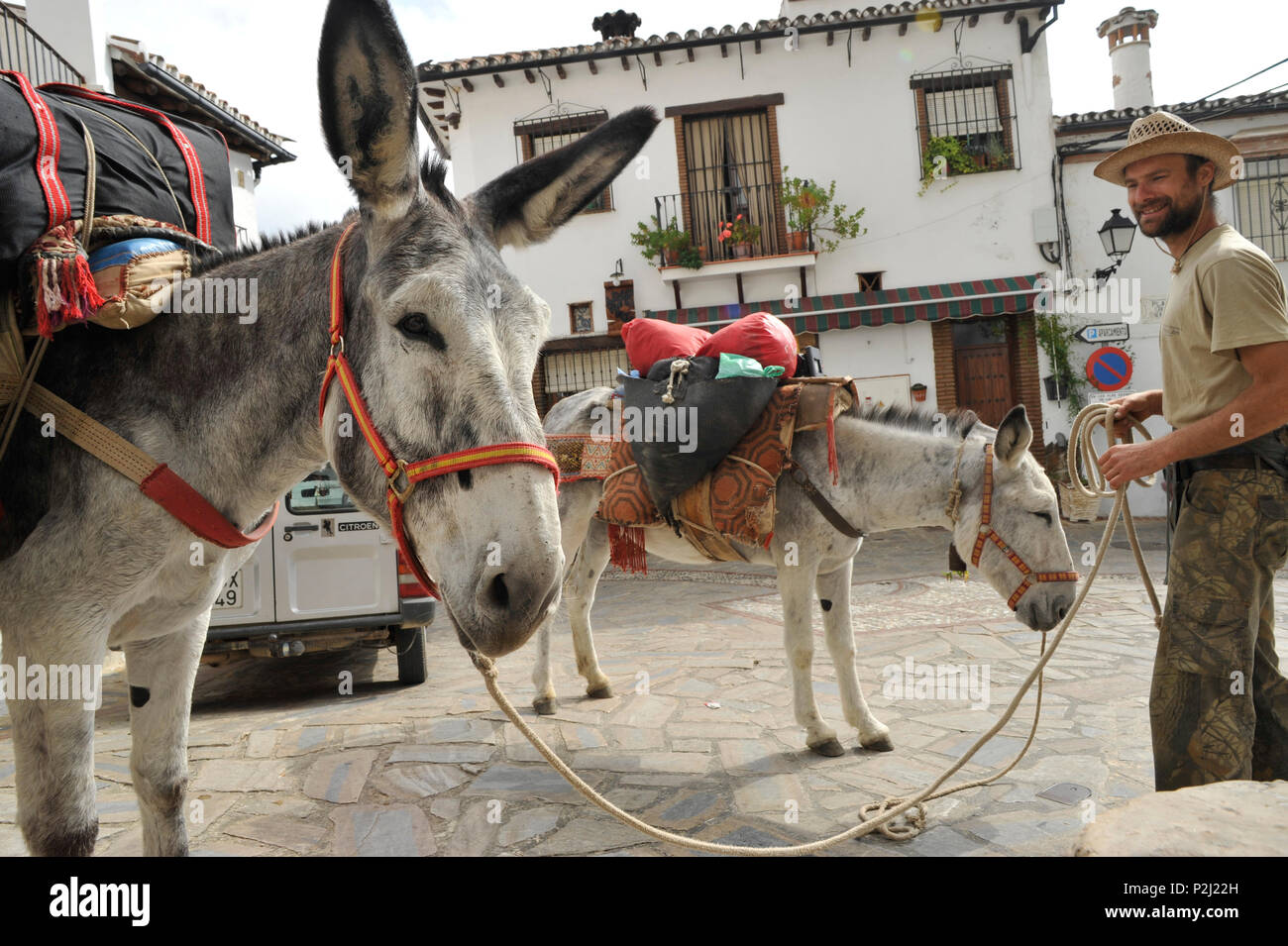 Man with his two Andalusian donkeys in Algatocin, Serrania de Ronda, Andalusia, Spain Stock Photo