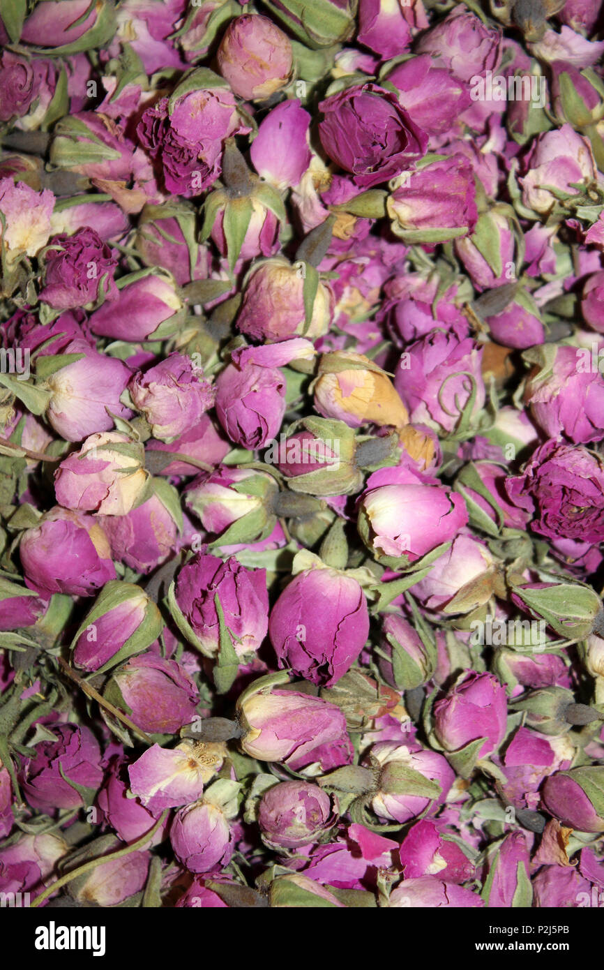 Moroccan Damask Rose Petals Stock Photo