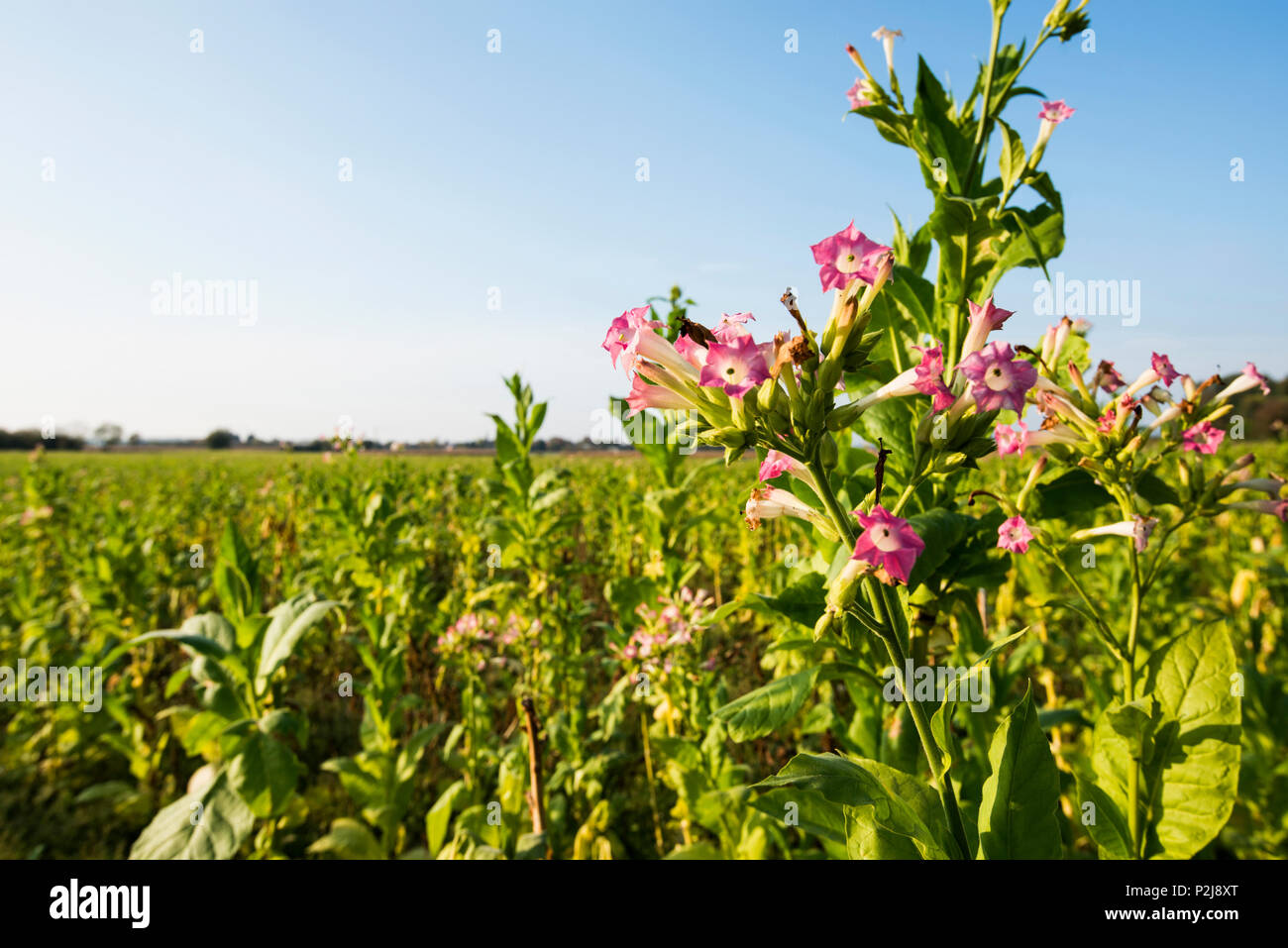 Blossoming tabacco plants, near Freiburg im Breisgau, Black Forest, Baden-Wuerttemberg, Germany Stock Photo