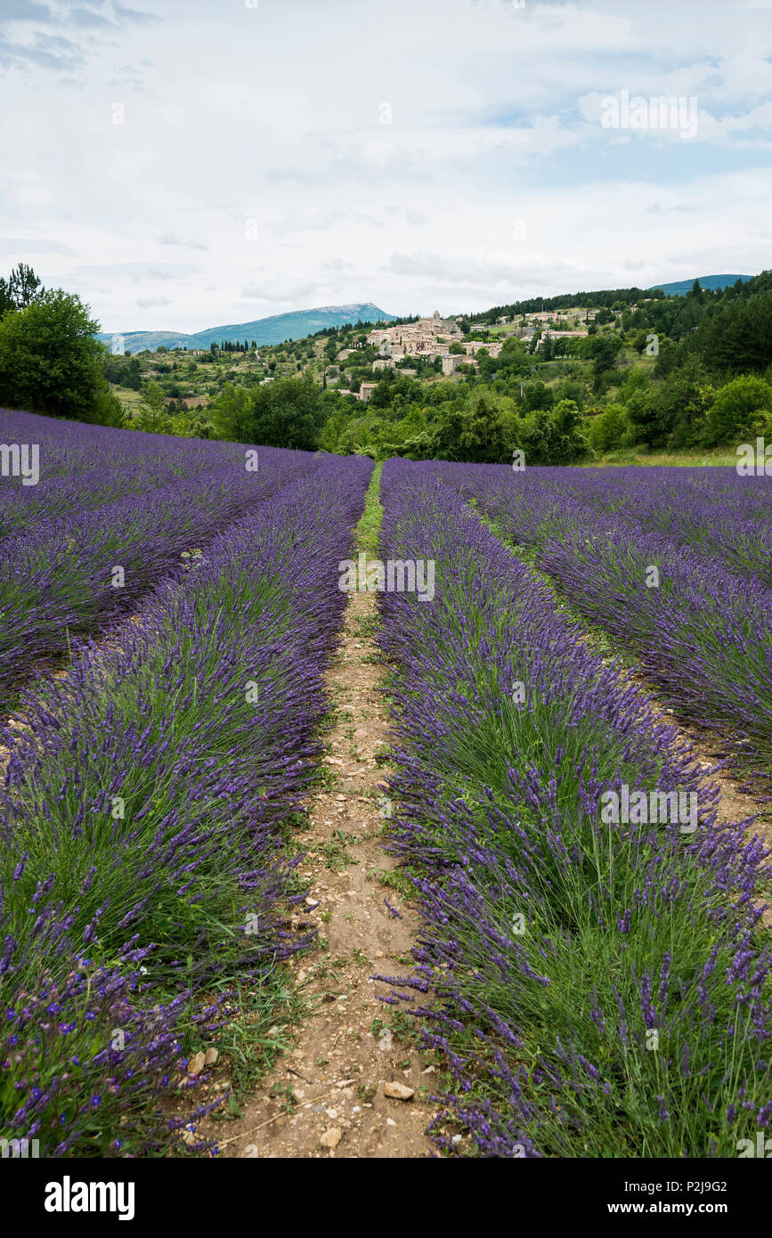 lavender fields, Aurel near Sault, Departement Vaucluse, Provence-Alpes-Cote d´Azur, Provence, France Stock Photo