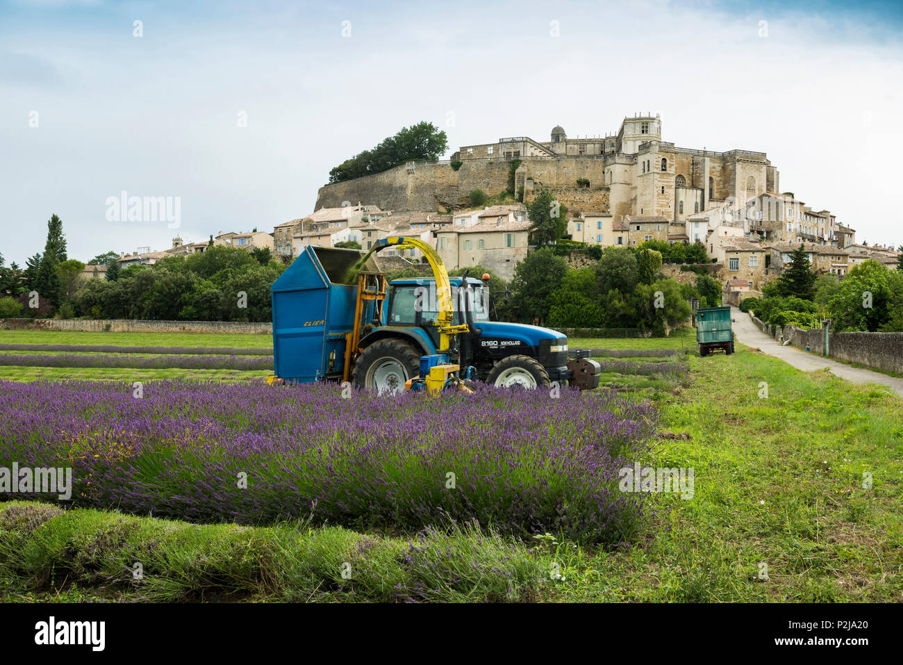 Lavender harvest, Grignan, Departement Drome, Region Rhones-Alpes, Provence, France Stock Photo
