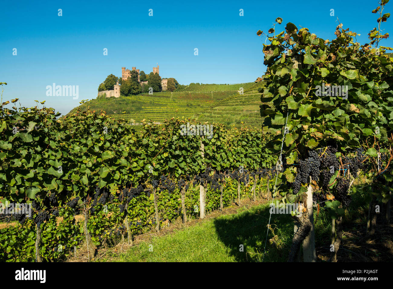 vineyards at Ortenberg Castle, Ortenberg, Ortenau, Black Forest, Baden-Wuerttemberg, Germany Stock Photo