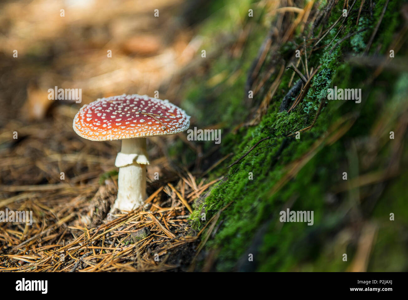 Fly agaric mushroom, Black Forest, Baden-Wuerttemberg, Germany Stock Photo