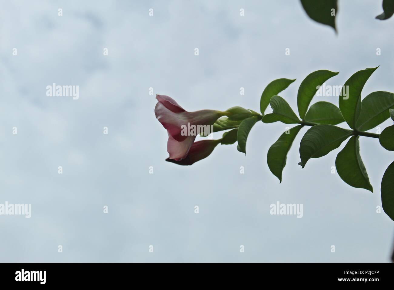 Purple Allamanda flower (Allamanda blanchetii) with green leaves and cloudy sky background. Violet allamanda flower is a species of flowering plant. Stock Photo