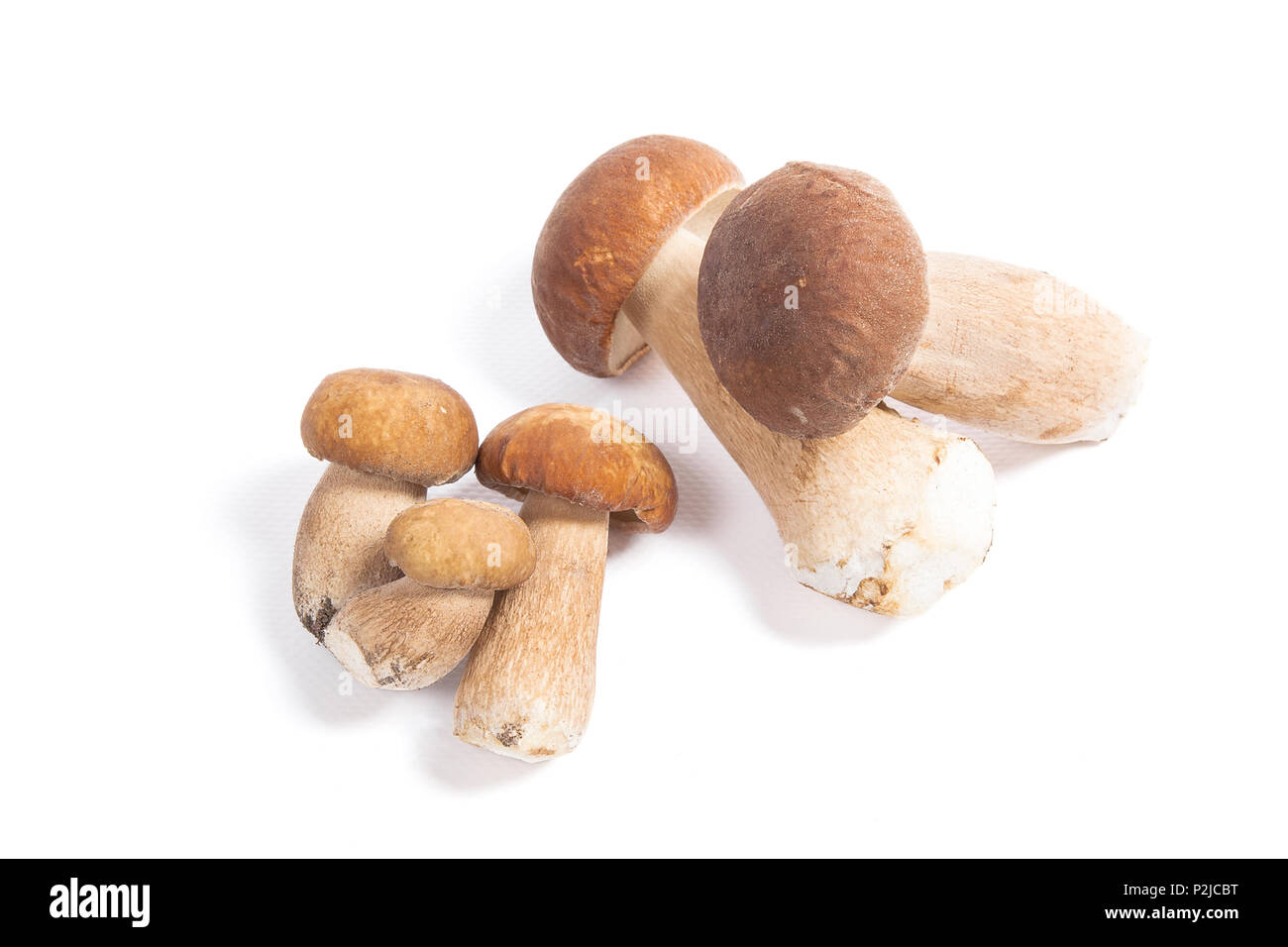 Harvested at autumn amazing edible mushrooms boletus edulis (king bolete) known as porcini mushrooms. Porcini mushrooms in front and several on back b Stock Photo