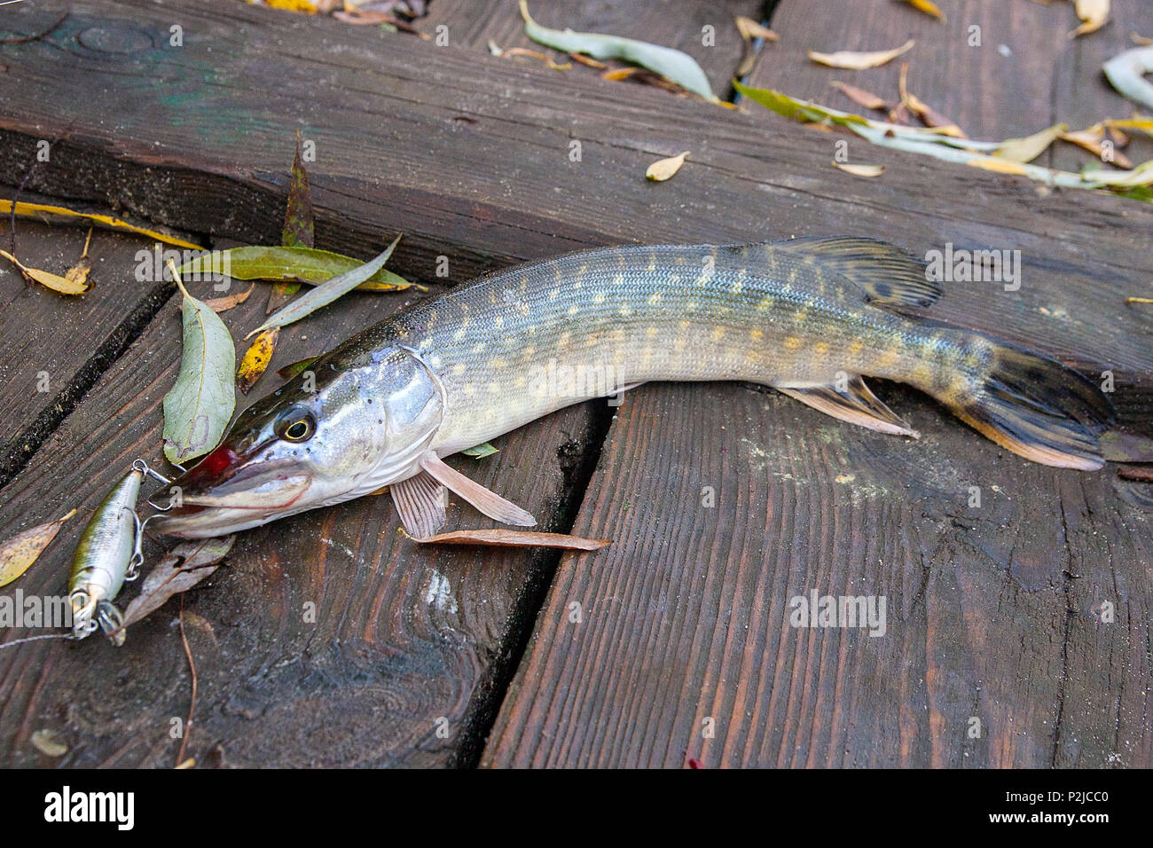 River pike hi-res stock photography and images - Page 12 - Alamy