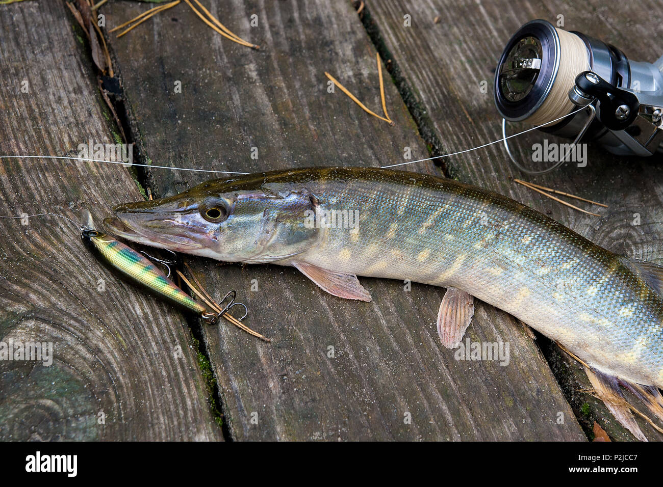 Northern fish hi-res stock photography and images - Page 19 - Alamy