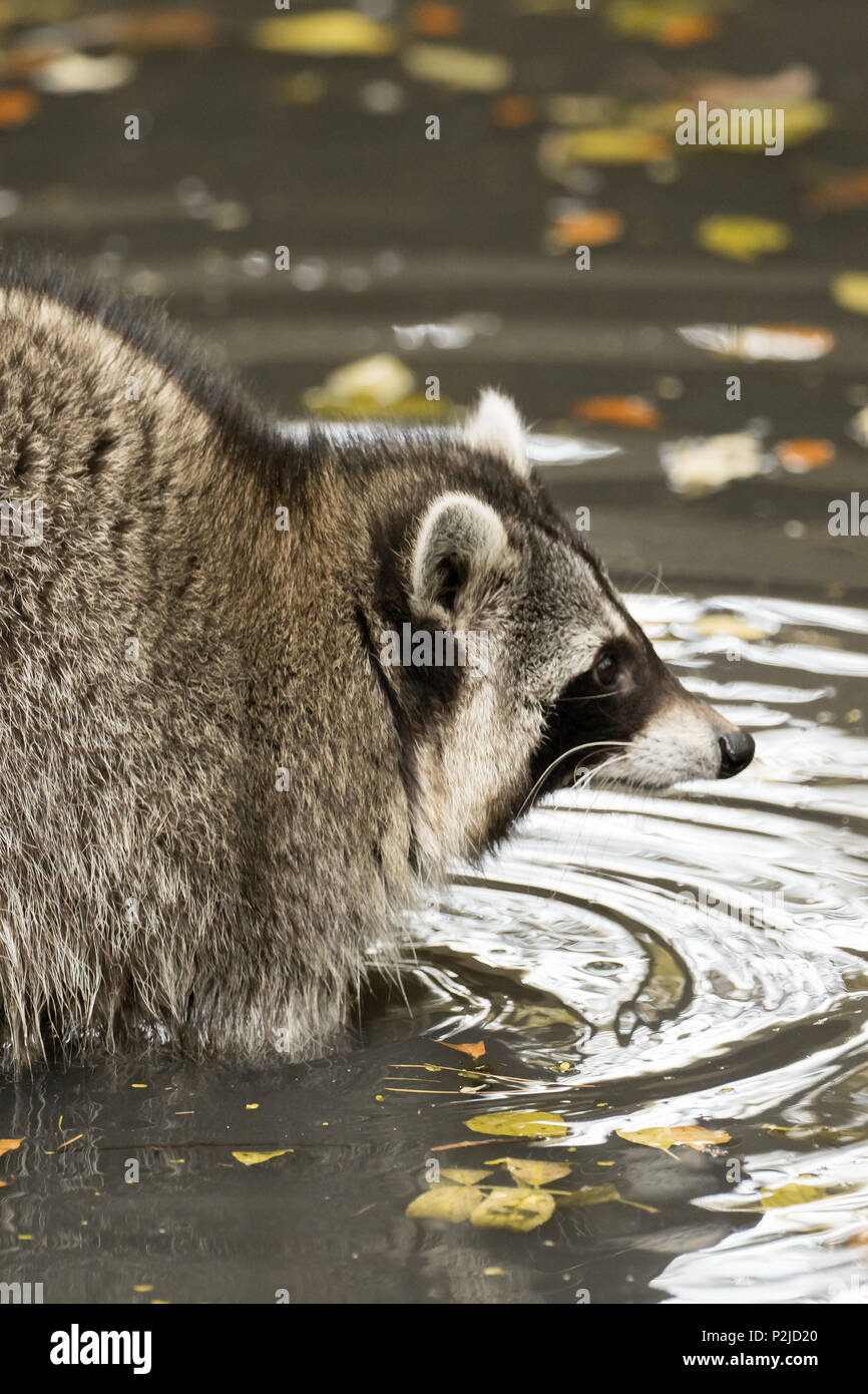 Brown raccoon hi-res stock photography and images - Page 8 - Alamy Brown raccoon hi-res stock photography and images - Page 8 - Alamy