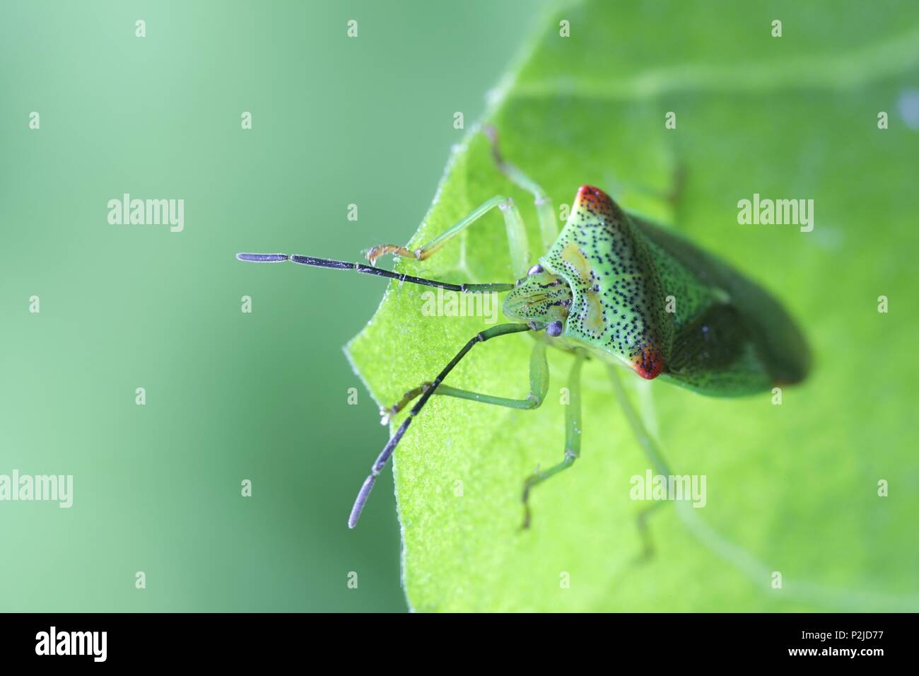 Hawthorn shield bug, Acanthosoma haemorrhoidale Stock Photo