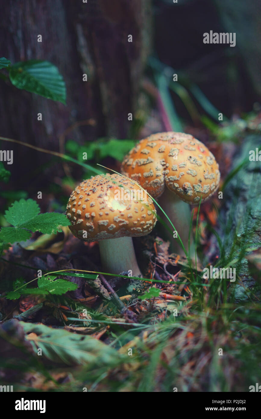 Amanita rubescens, poisonous mushroom Stock Photo