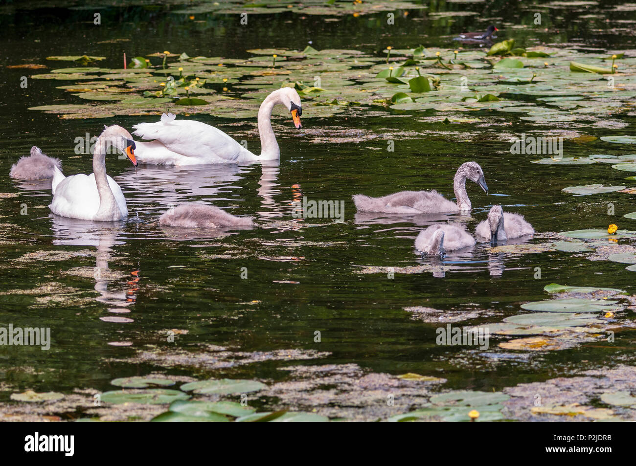 Mute swan family parents and cygnets on the Sankey canal. Stock Photo