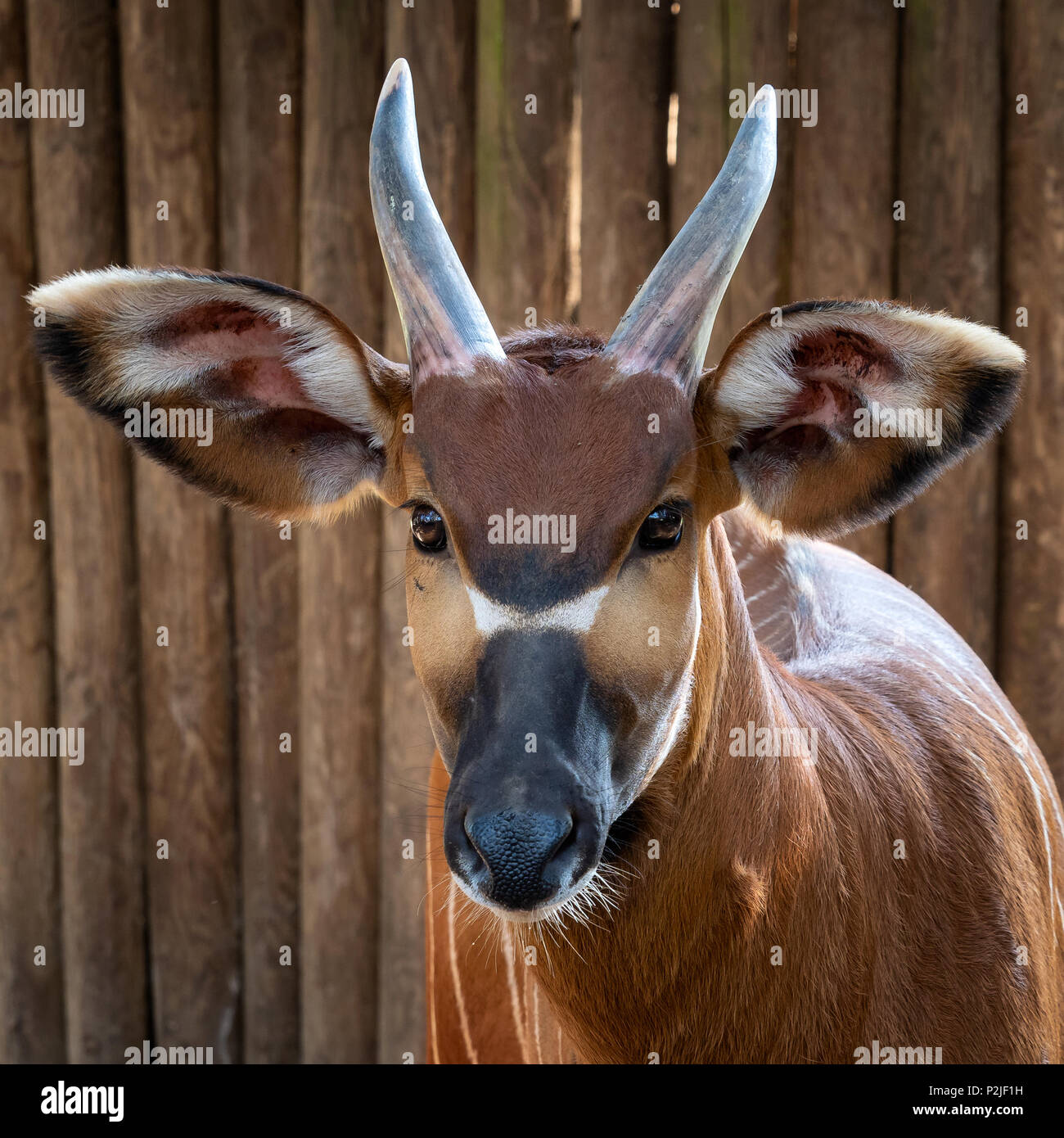 Bongo antelope (Boocercus euryceros isaaci) Stock Photo