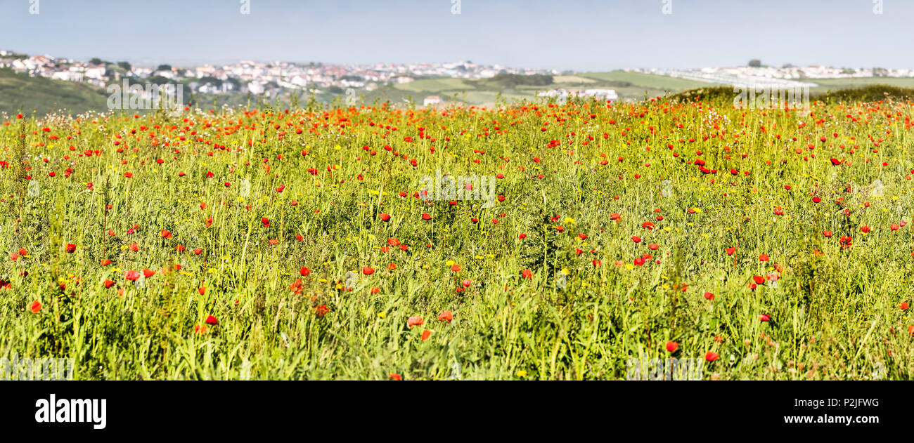 A panoramic view of a field of poppies Papaver rhoeas growing at the Arable Fields Project on West Pentire in Newquay in Cornwall. Stock Photo