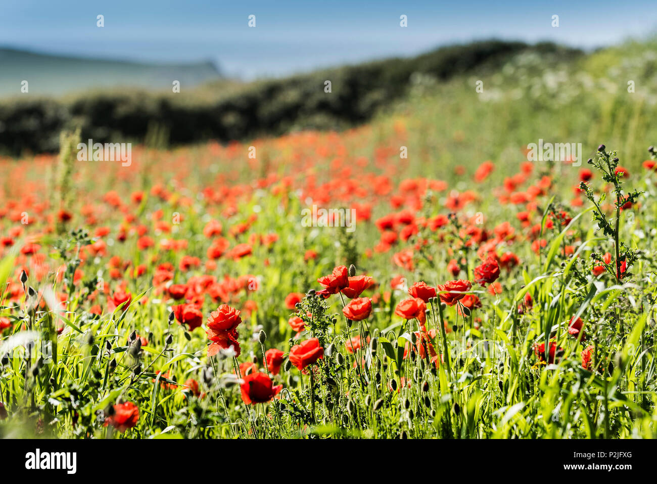 Poppies Papaver rhoeas growing in a field at the Arable Fields Project on West Pentire in Newquay in Cornwall. Stock Photo