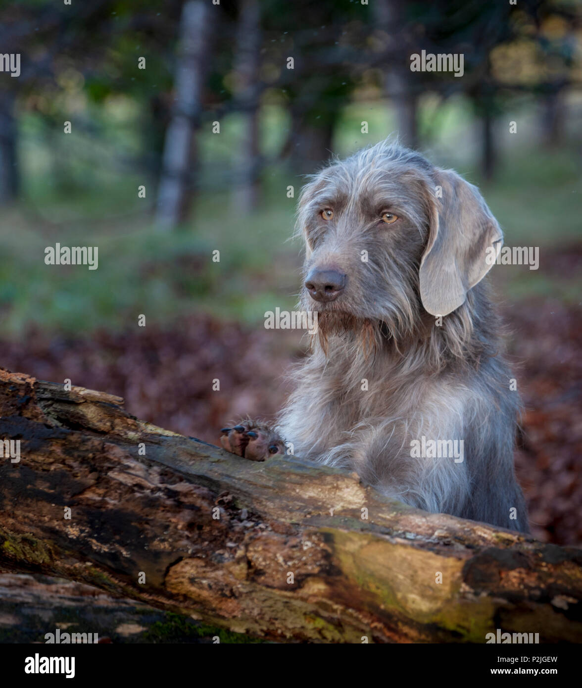 Portrait of a Slovakian Rough Haired Pointer dog, sat by a old rotten tree in woodland on a winter afternoon Stock Photo