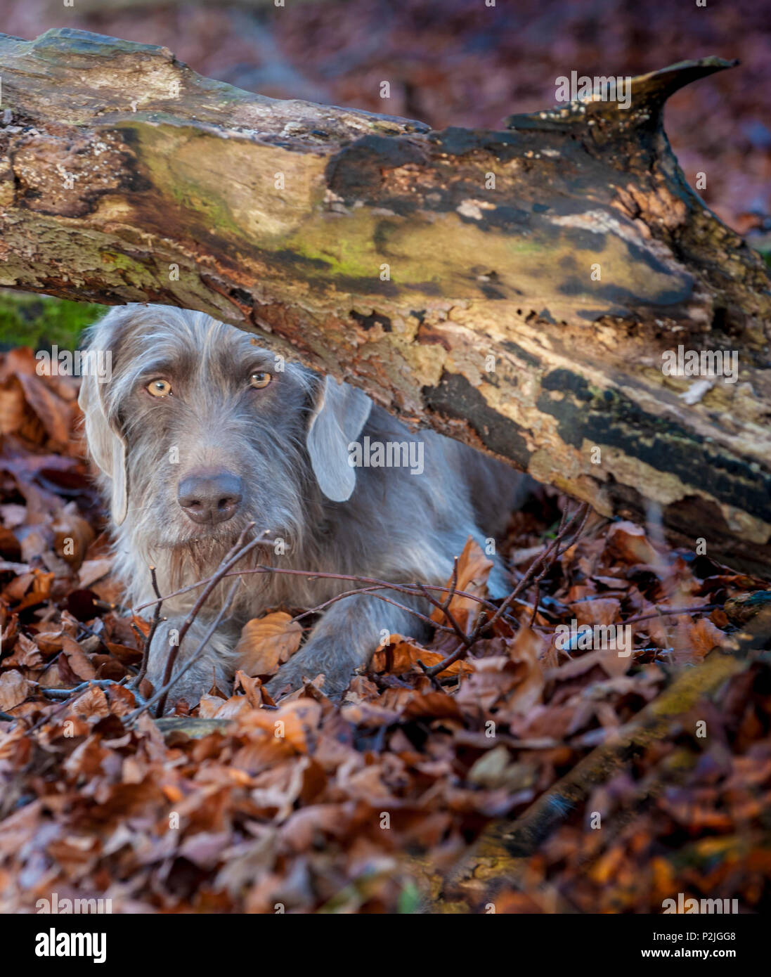 Portrait of a Slovakian Rough Haired Pointer dog, sat by a old rotten tree in woodland on a winter afternoon Stock Photo