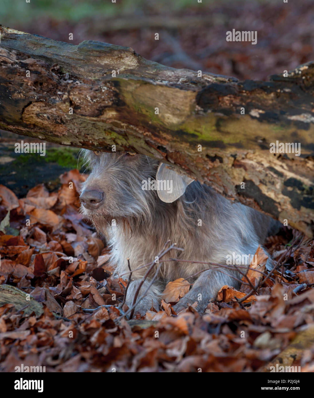 Portrait of a Slovakian Rough Haired Pointer dog, sat by a old rotten tree in woodland on a winter afternoon Stock Photo