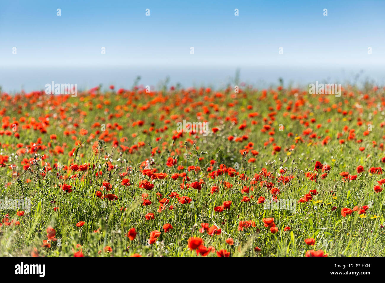 Poppies Papaver rhoeas growing in a field at the Arable Fields Project on West Pentire in Newquay in Cornwall. Stock Photo