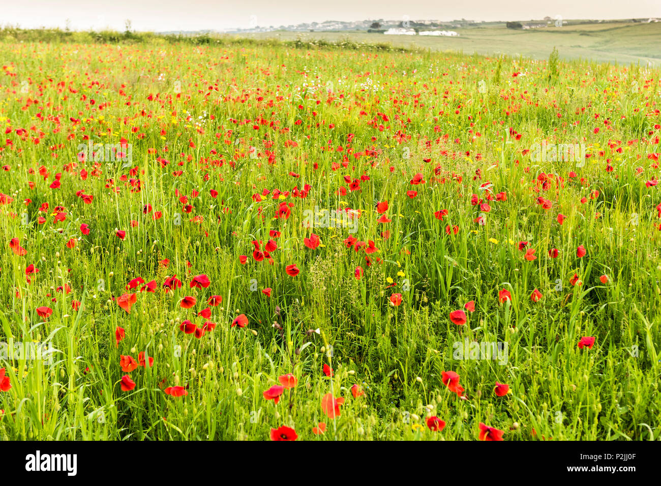 Colourful poppies Papaver rhoeas growing in a field at the Arable Fields Project on West Pentire in Newquay in Cornwall. Stock Photo