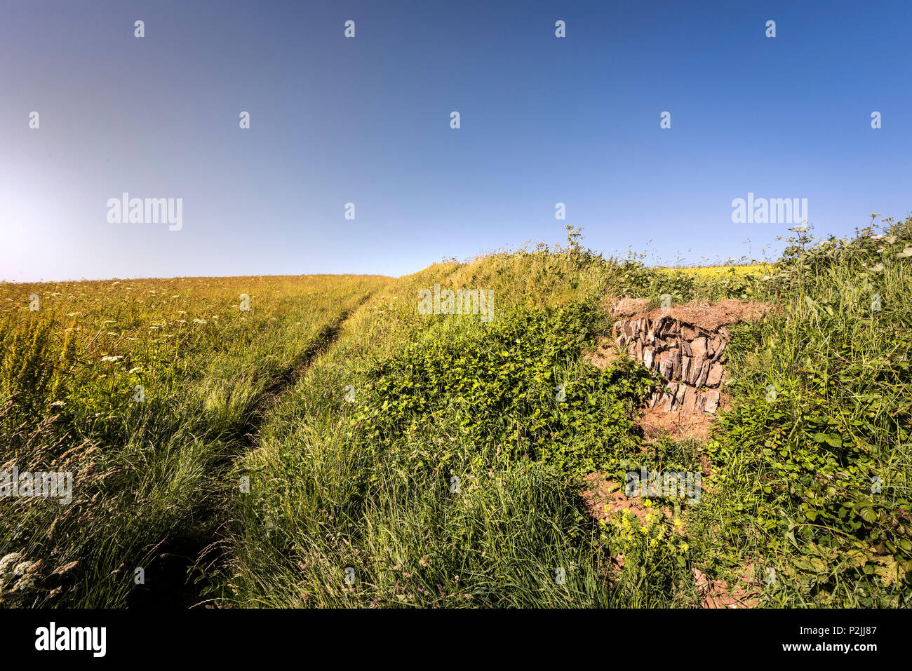 A path on the edge of a field on a farm in Cornwall. Stock Photo