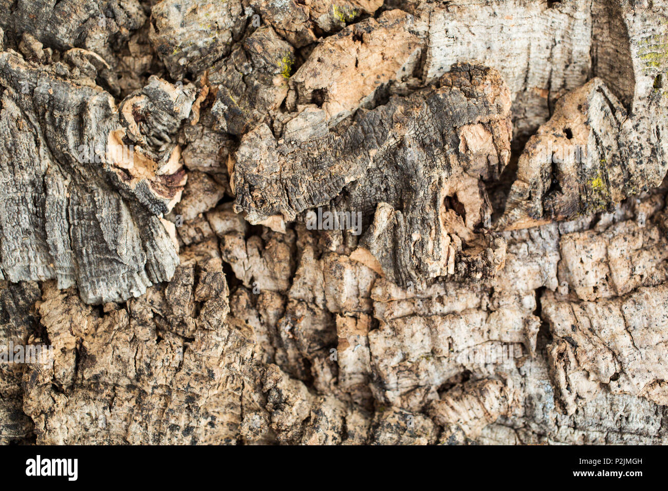 details of cork tree trunk Stock Photo Alamy
